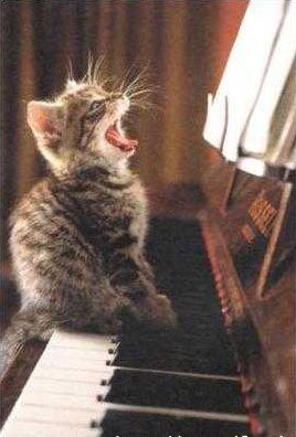 Kotě na klavíru